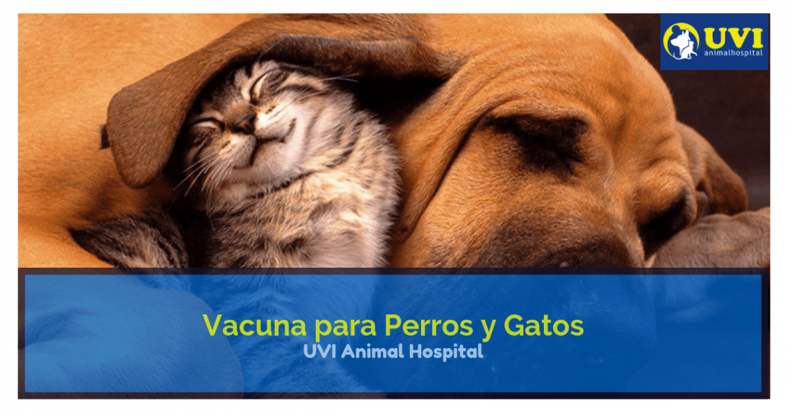 vacuna perro gato fuengirola