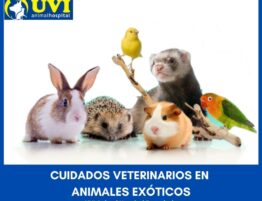 Animales-exoticos-UVIANIMALHOSPITAL