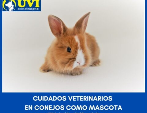 Cuidados-veterinarios-conejos-Mascota